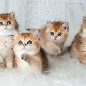 British Shorthair Kittens