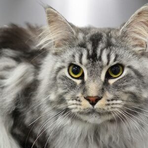 Maine Coon kittens