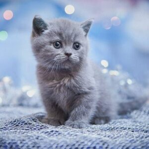 Russian Blue Kittens