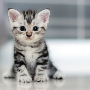American Shorthair Kittens