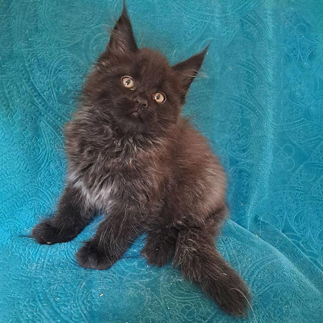 Black Exquisite Maine Coon Kitten
