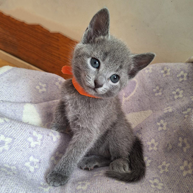 Blue Coat Russian Blue Kitten