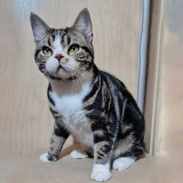 Brown Tabby American Shorthair Kitten