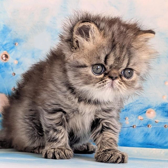 Charming Fur Persian Kitten