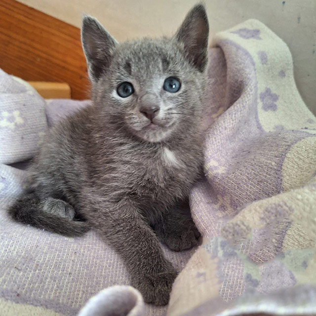 Charming Russian Blue Kitten