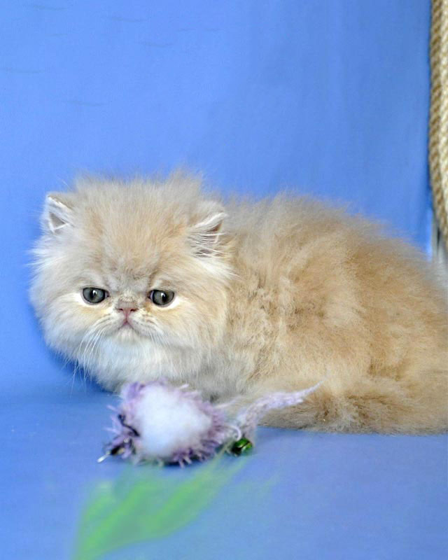 Cream Marble Fur Coat Persian Kitten