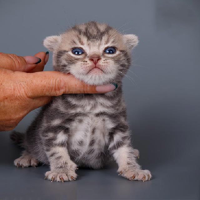 Cute Blue Tabby American Shorthair Kitten