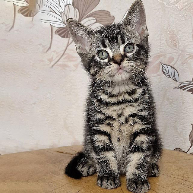 Cute Brown Tabby American Shorthair kitten