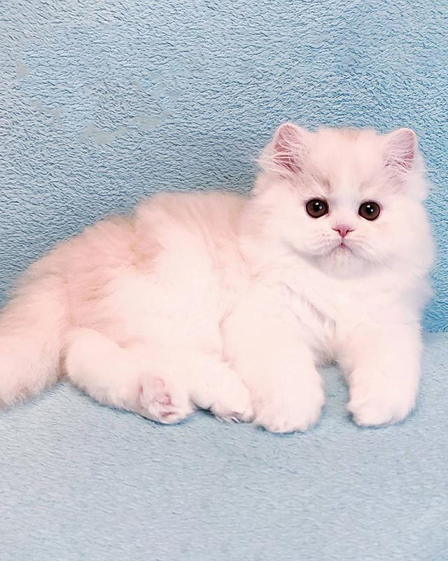 Cute Fluffy Fur Coat Persian Kitten