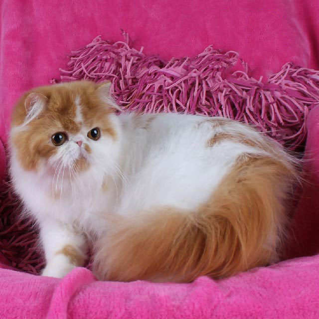 Cute Fur Coat Persian kitten