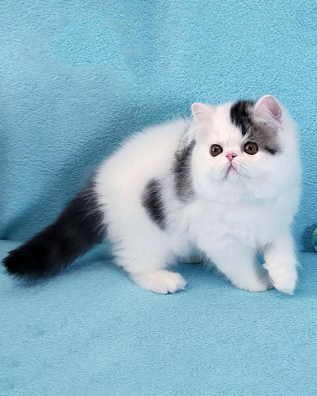 Elegant Fur Coat Persian Kitten