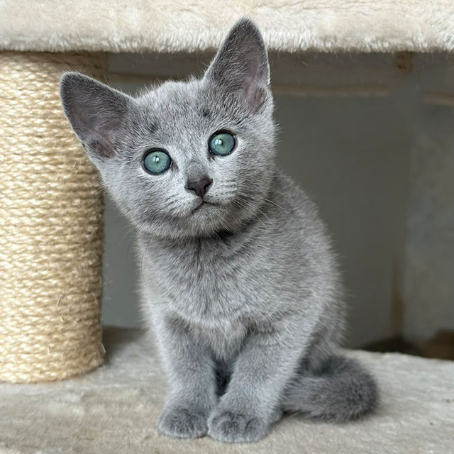Elegant Sophie Russian Blue Kitten