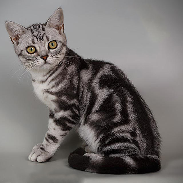 Enchanting American Shorthair Kitten