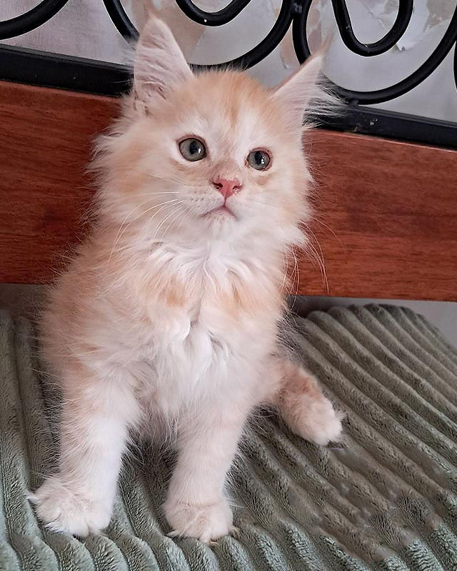 Gorgeous Red Silver Maine Coon Kitten