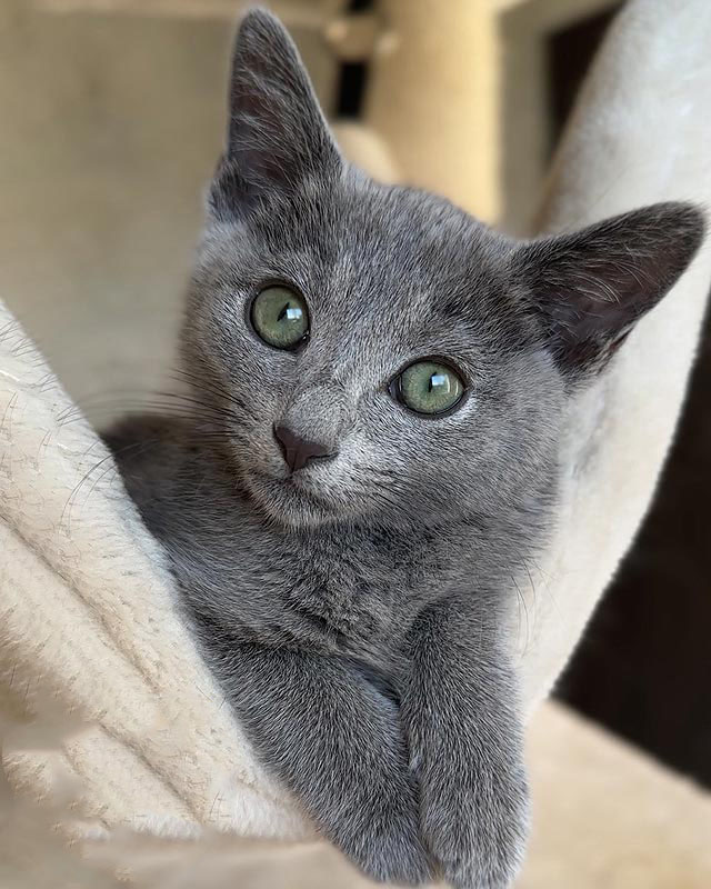 Graceful Russian Blue Kitten