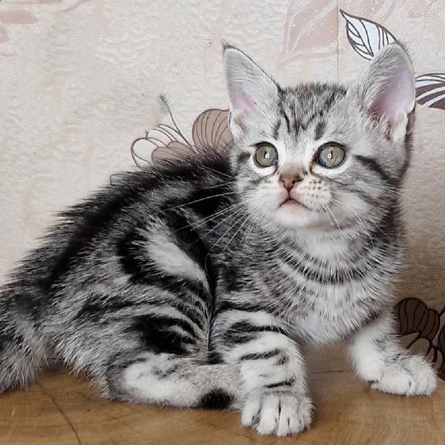 Lovely Silver Tabby American Shorthair kitten