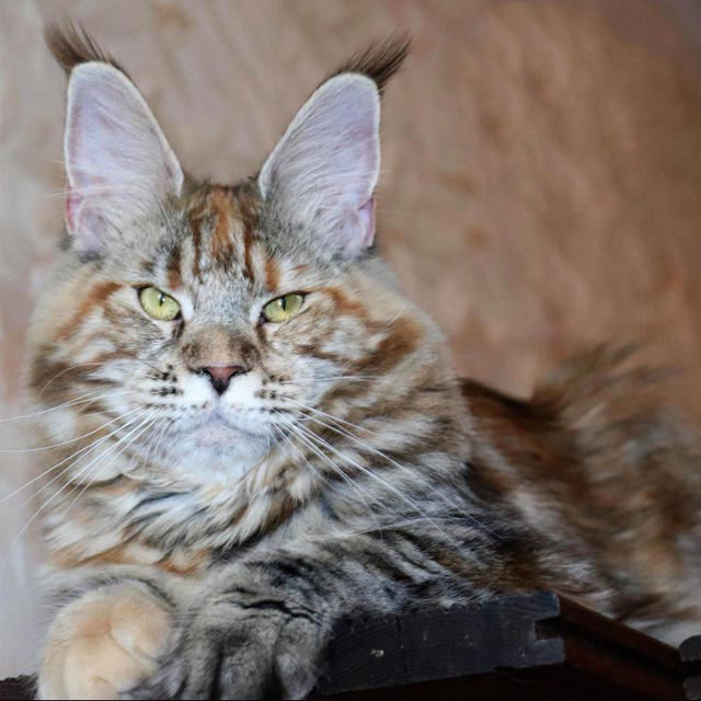Lovely Tortoiseshell Maine Coon Kitten
