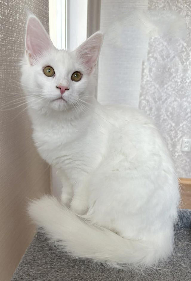 Snow White Maine Coon Kitten
