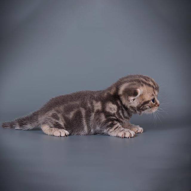 Cute Blue Tabby American Shorthair Kitten