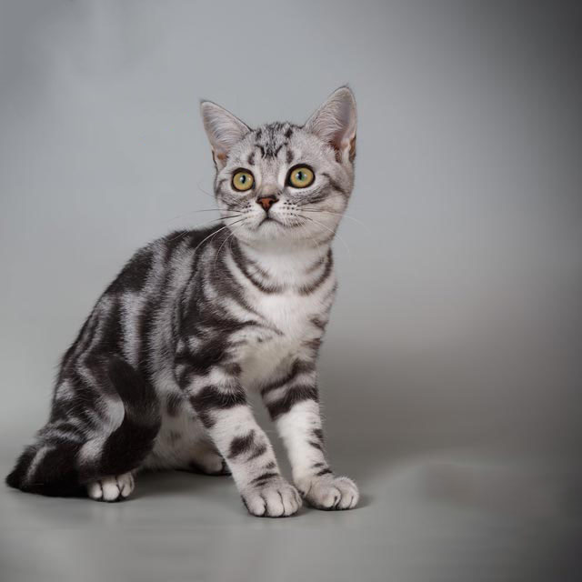 Enchanting American Shorthair Kitten