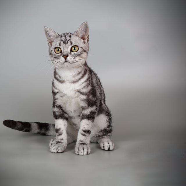 Enchanting American Shorthair Kitten